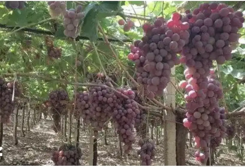 اليابان تكتشف نوع فاكهة نأكلها يوميآ تقتل الخلايا السرطانيه... العلماء في صدمه من قوتها... اوقفت الأورام خلال 48ساعه فقط!!.