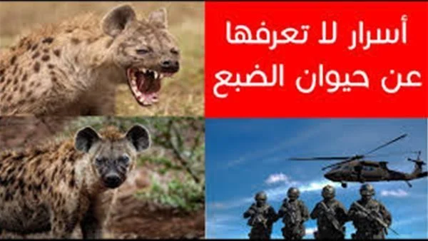 testحديثة 